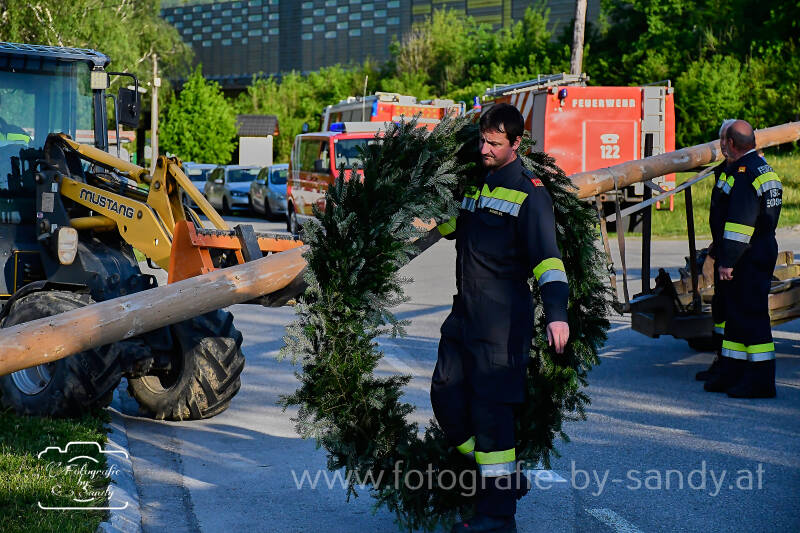 maibaum-42-standard.jpg