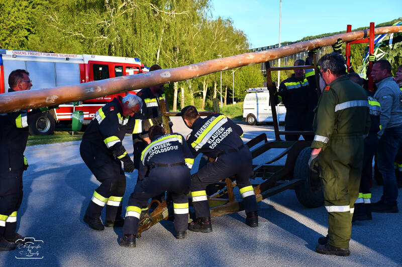 maibaum-46-standard-akz6k3.jpg