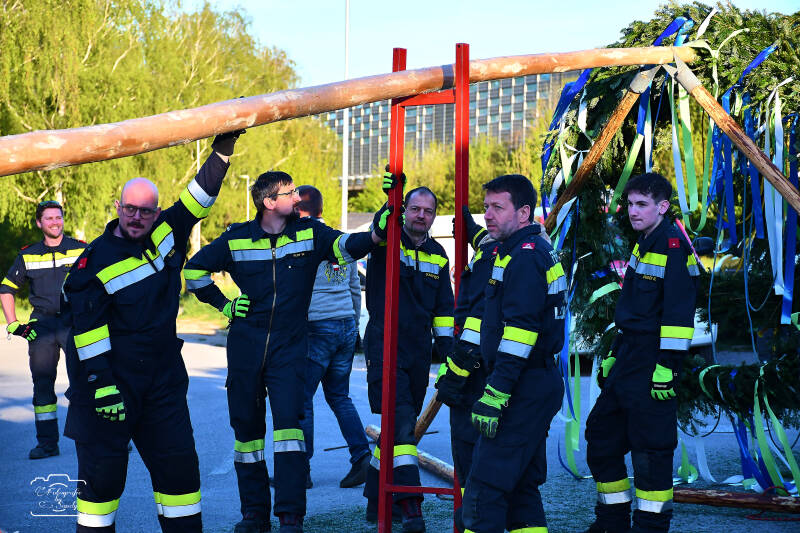 maibaum-54-standard-ehmjno.jpg