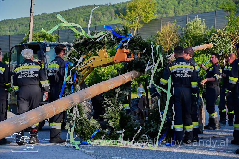 maibaum-67-standard.jpg