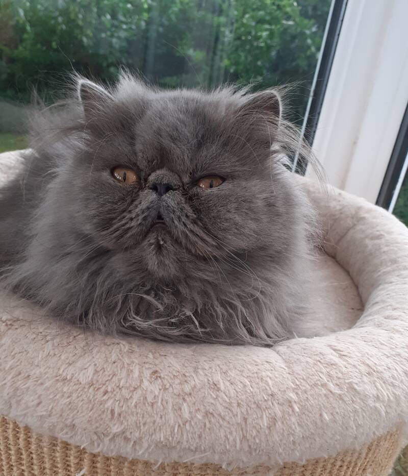 Molly due to litter mid August