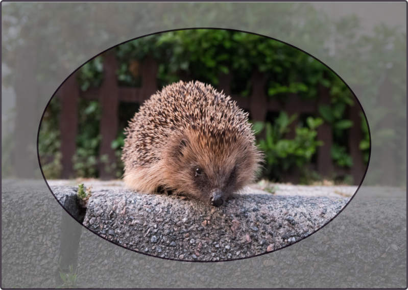 Egeltje op de stoeprand