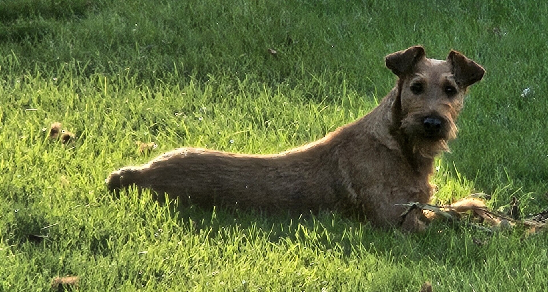ierse terrier