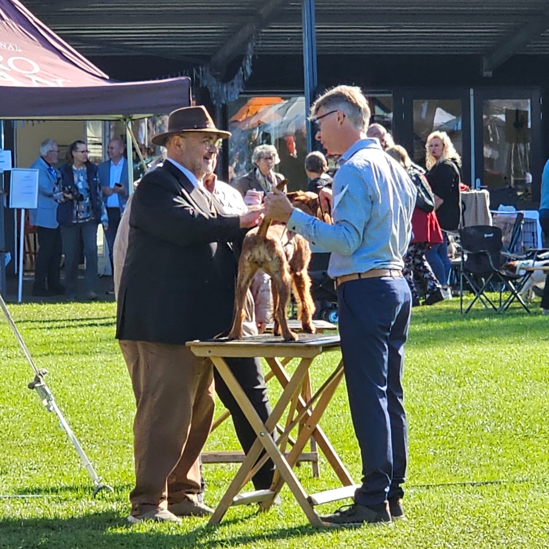 Ierse terrier op de Show