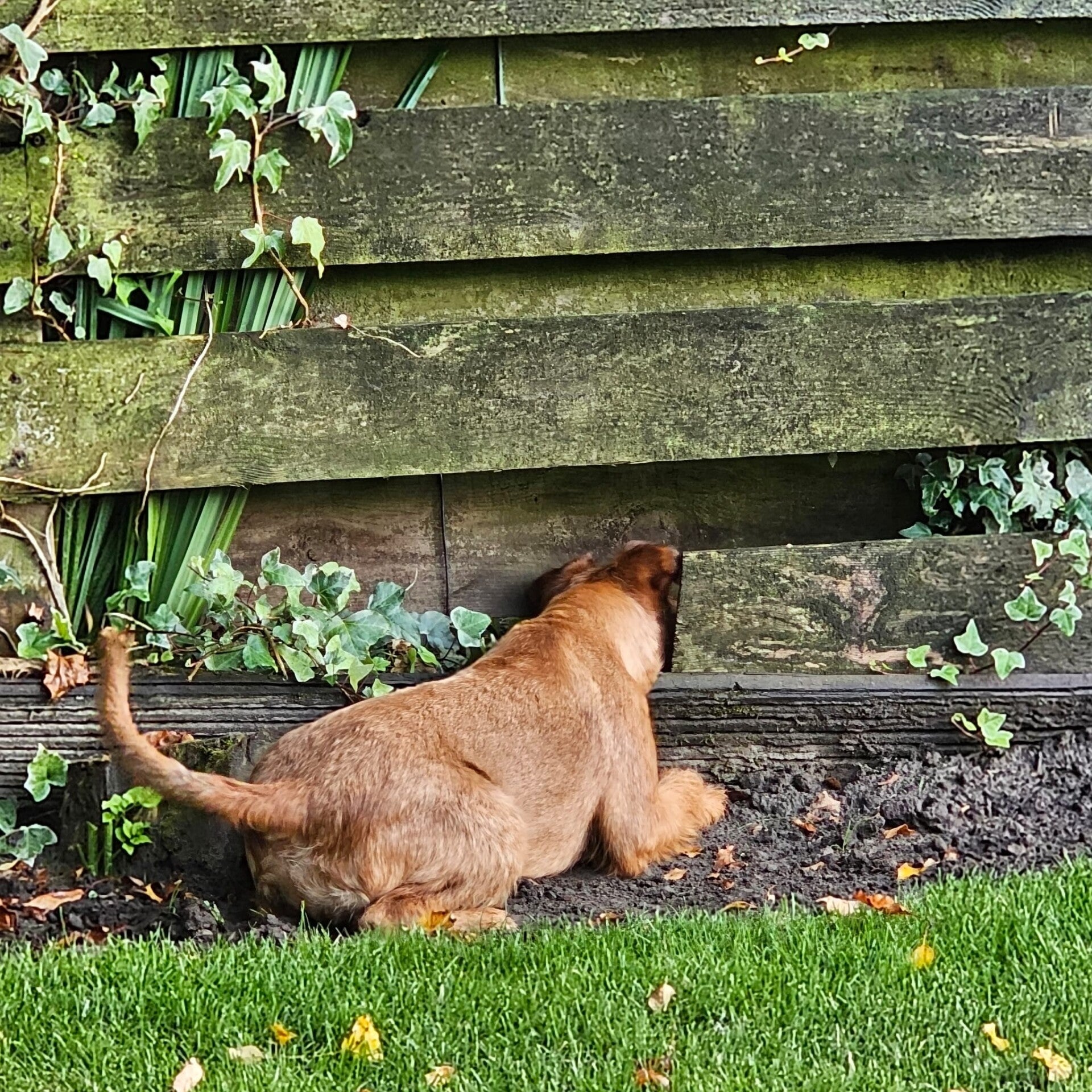 pup proof maken