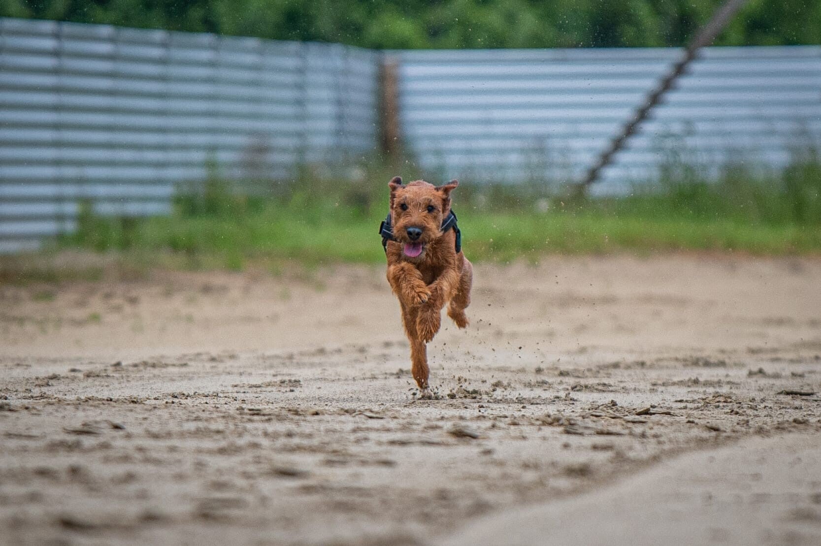 Rennende Ierse Terrier