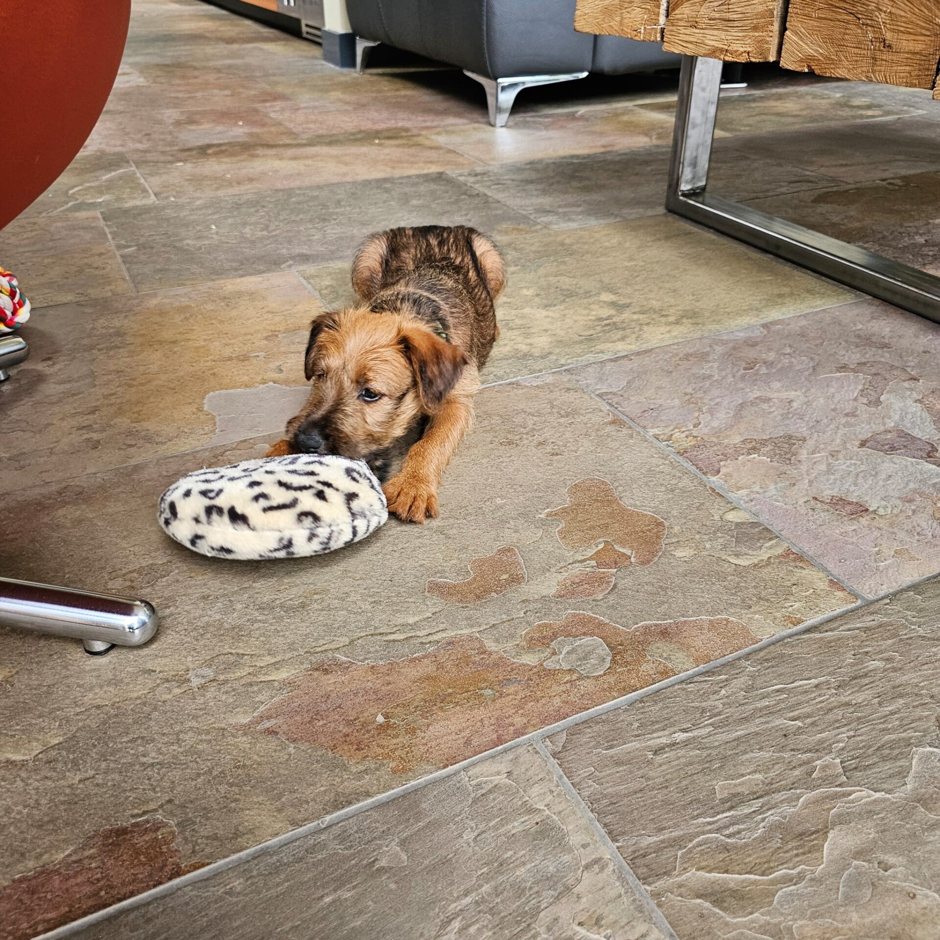 ierse terrier pup