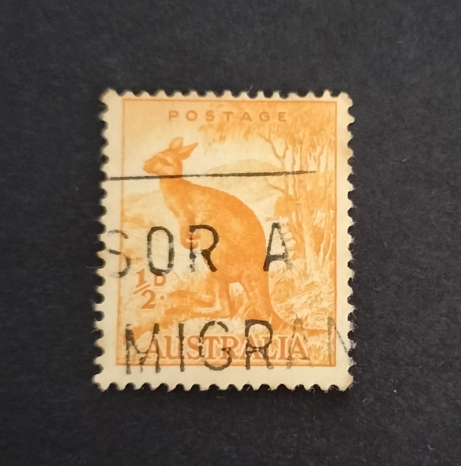Lot 48 - Australian Kangaroo Set of 1