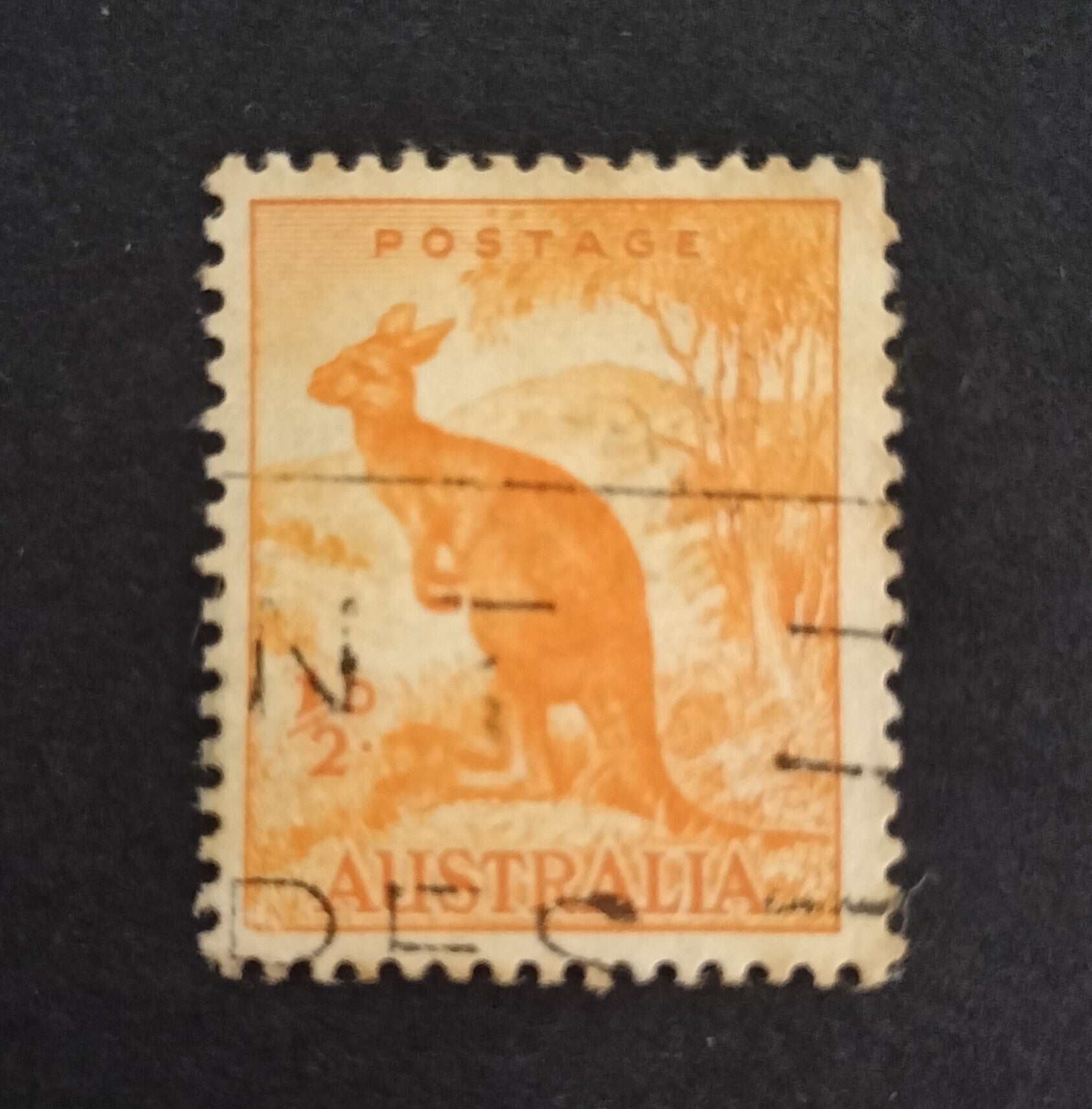 Lot 49 - Australian Kangaroo Set of 1