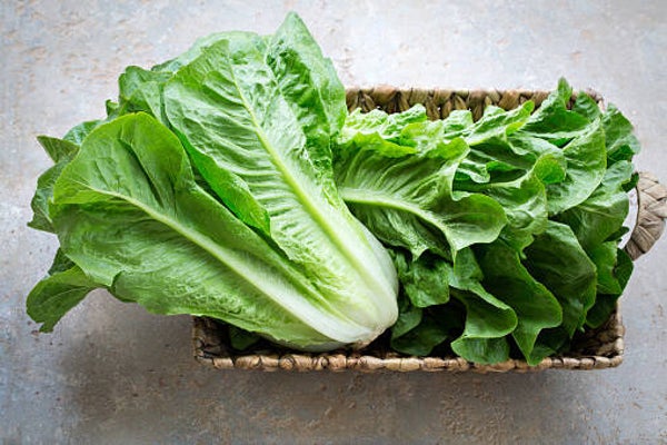 INSALATA LATTUGA