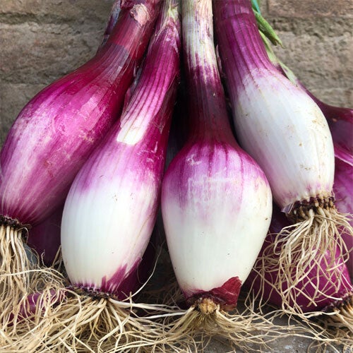 CIPOLLOTTO FRESCO DI TROPEA 1KG