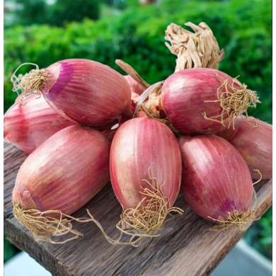 CIPOLLA DI TROPEA 1KG