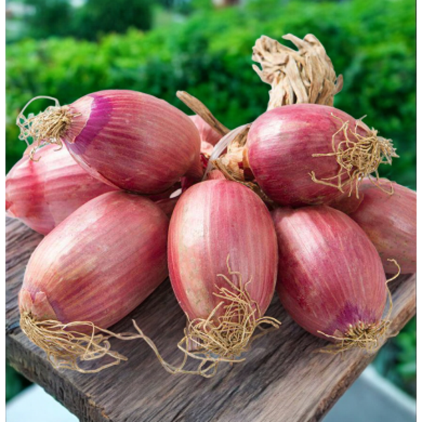 CIPOLLA DI TROPEA 1KG