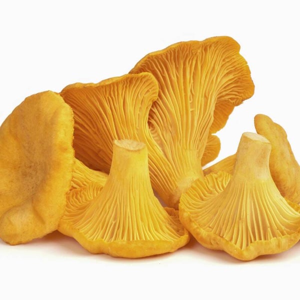 FUNGHI FINFERLI