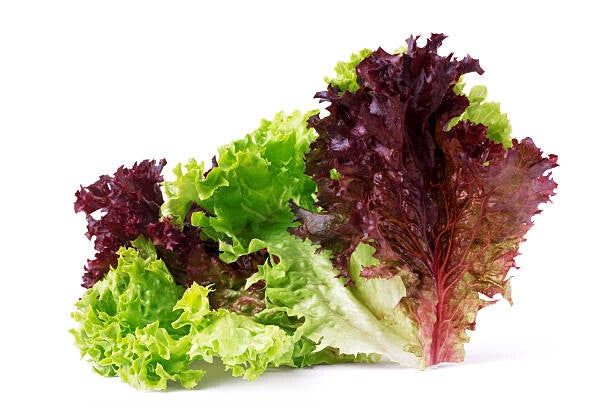 INSALATA LOLLO