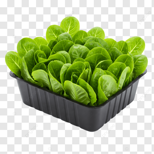 INSALATA A TAGLIO VSC