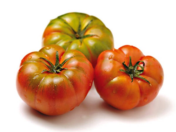 POMODORO COSTOLUTO SICILIA