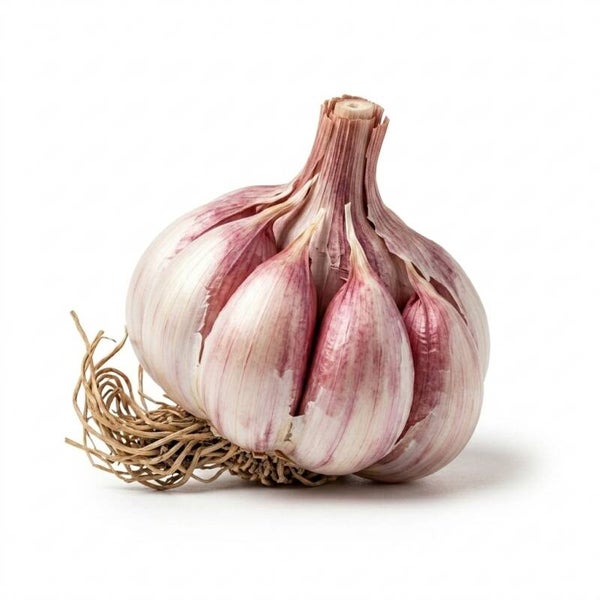 AGLIO ROSSO SPAGNA 1 TESTA
