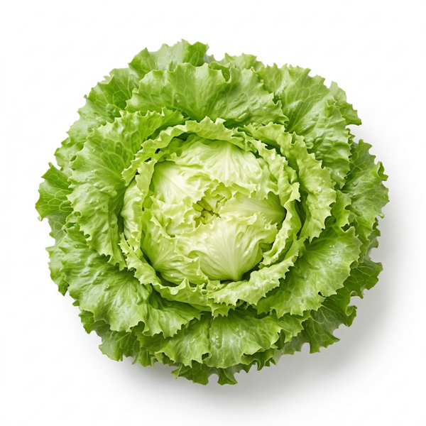 SCAROLA 1KG