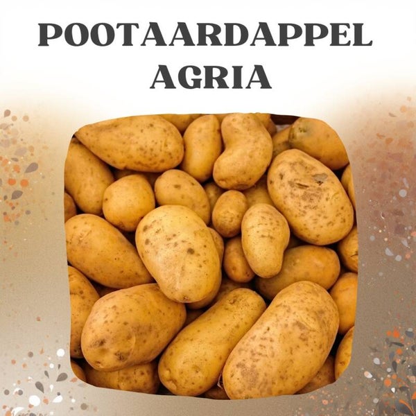 Biologische Pootaardappel Agria