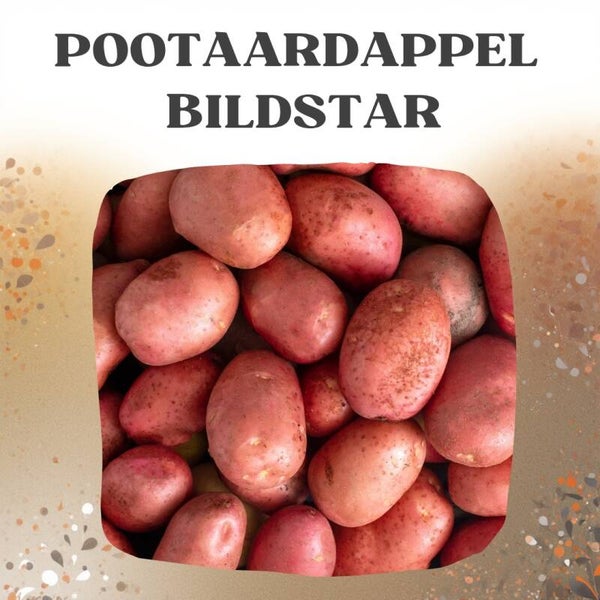 Biologische Pootaardappels Bildstar