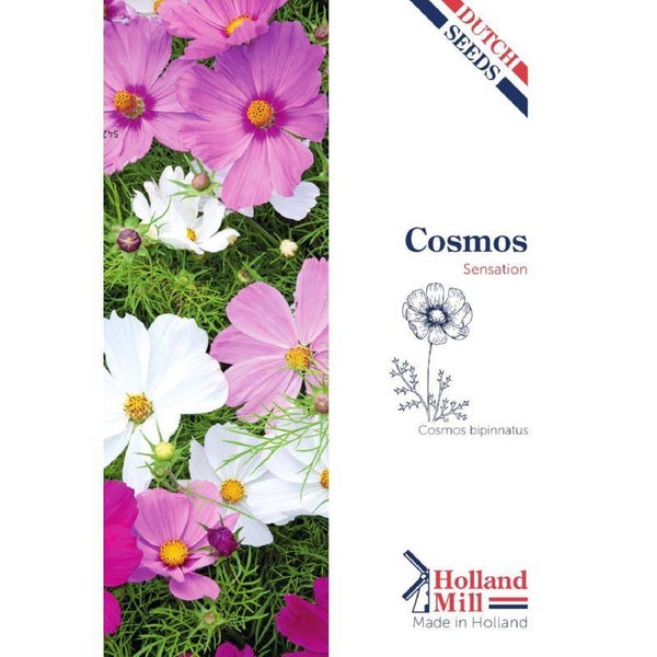 Holland Mill Cosmos Cosmea