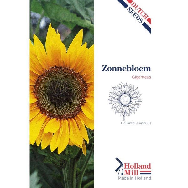 Holland Mill Zonnebloem (Helianthus giganteus)