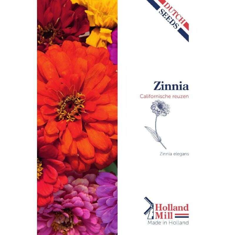 Holland Mill Zinnia