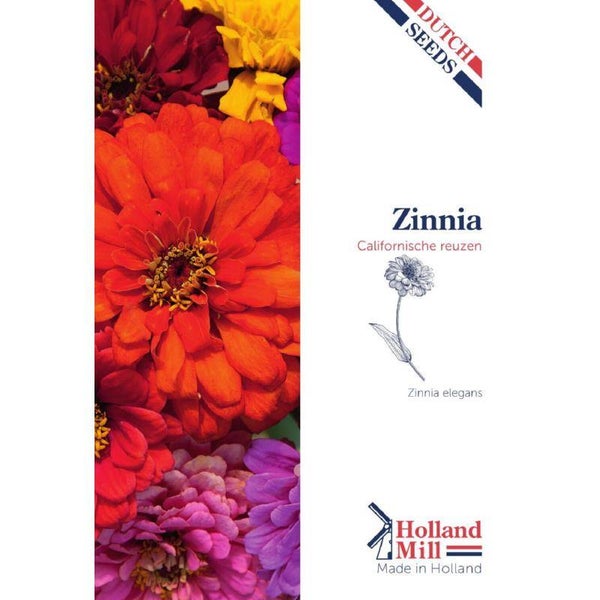 Holland Mill Zinnia
