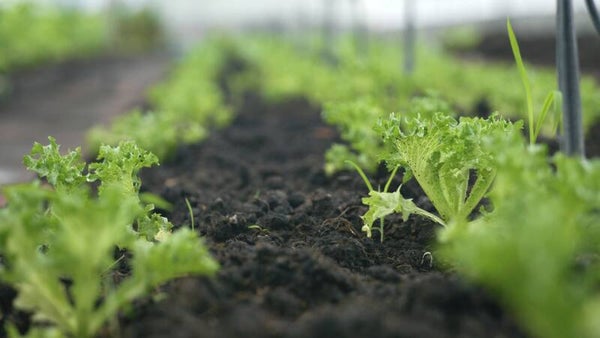 Andijvieplantjes (perspot) – Verse moestuinplanten voor eigen oogst