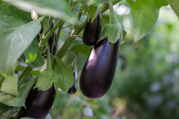 Aubergine plantjes – Sterke moestuinplanten voor eigen teelt
