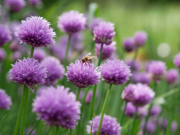 Bieslook plant (P9 pot) – Vers kruid voor keuken en tuin