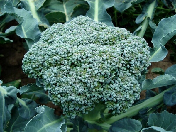 broccoli plantjes