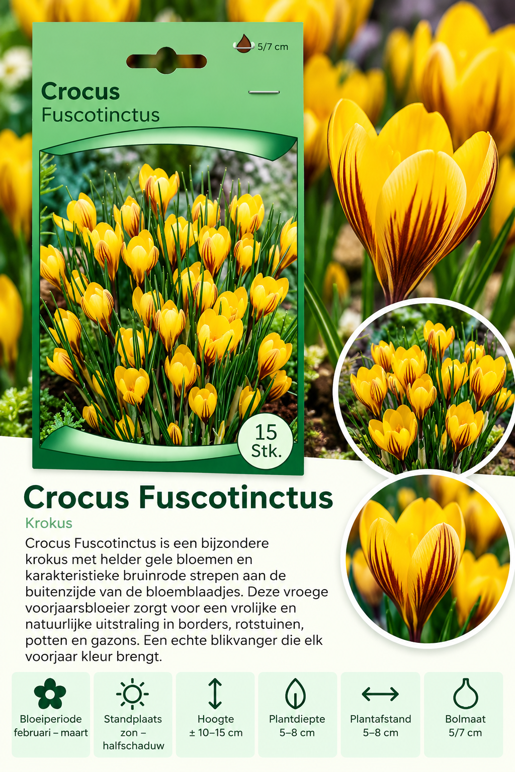 Krokus Fuscotinctus – 15 stuks