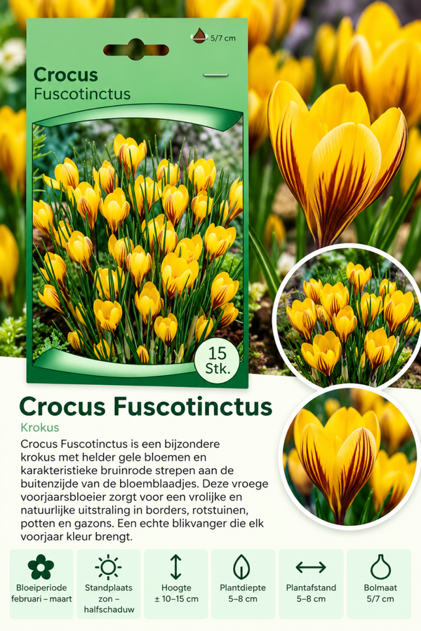 Krokus Fuscotinctus – 15 stuks
