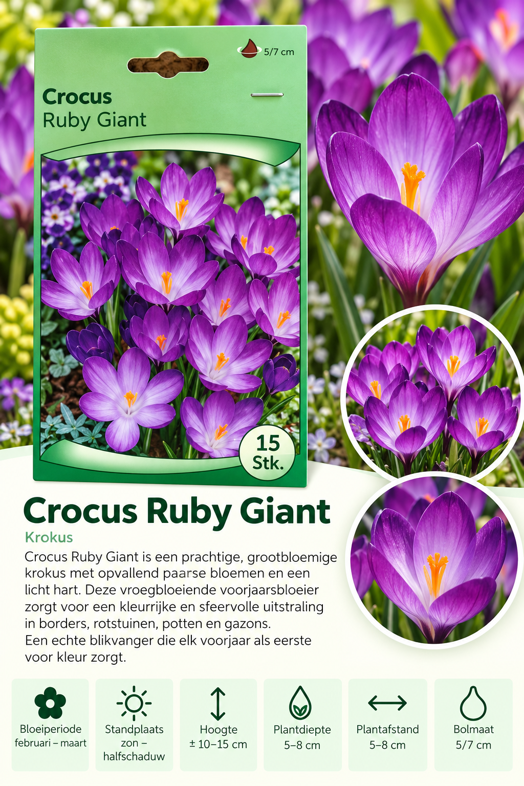 Krokus Ruby Giant – 15 stuks
