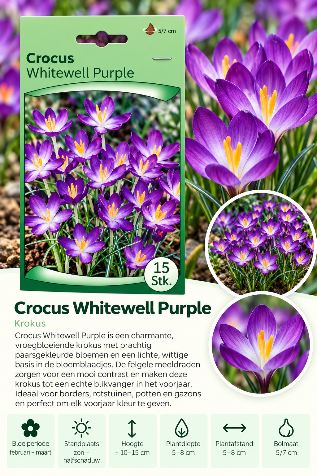 Krokus Whitewell Purple – 15 stuks