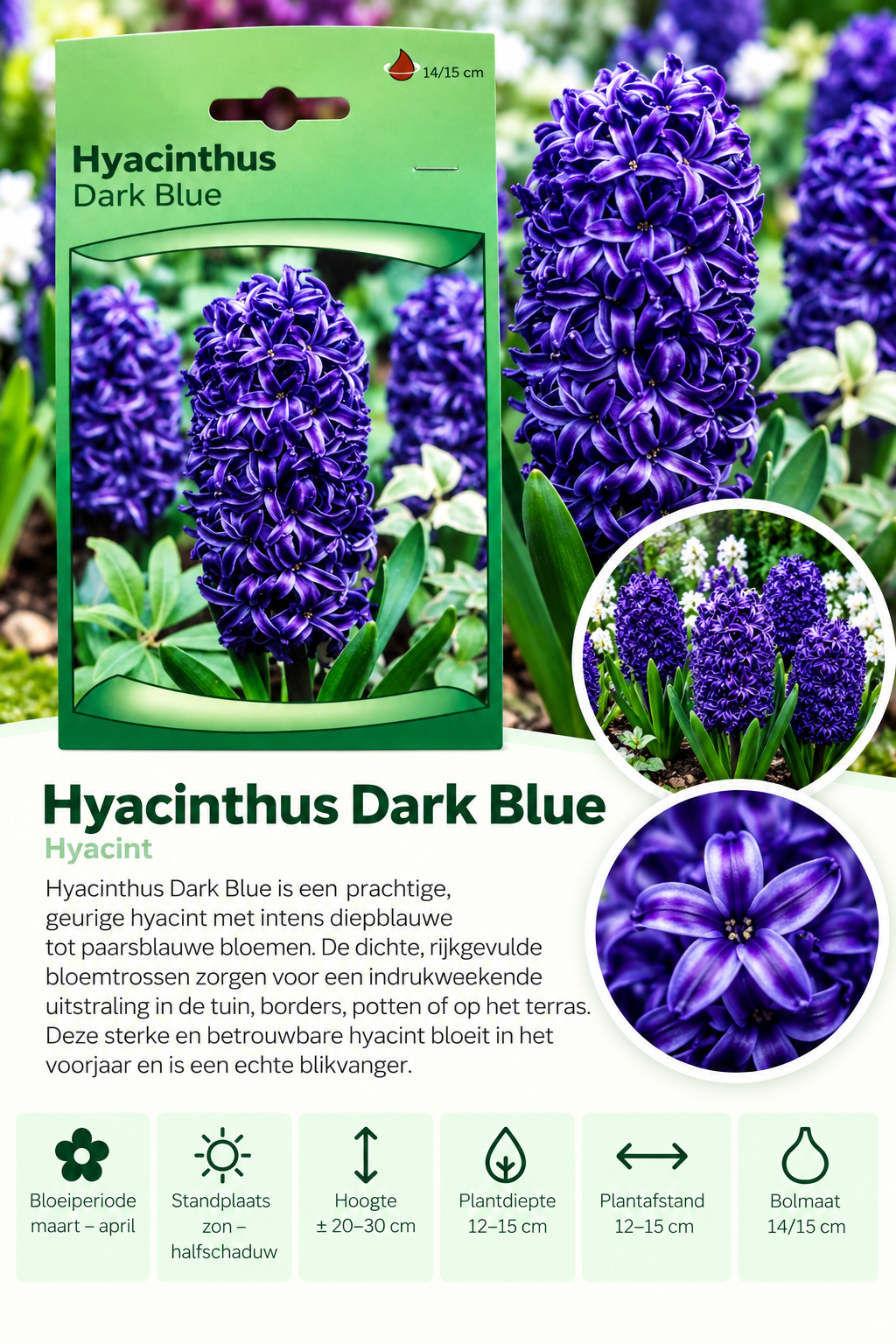 Hyacint Dark Blue – 3 stuks