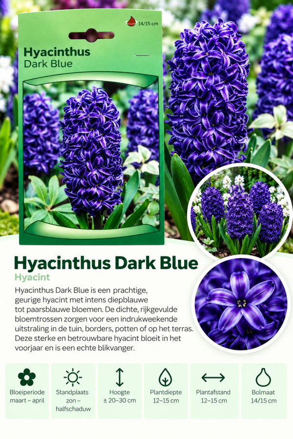 Hyacint Dark Blue – 3 stuks