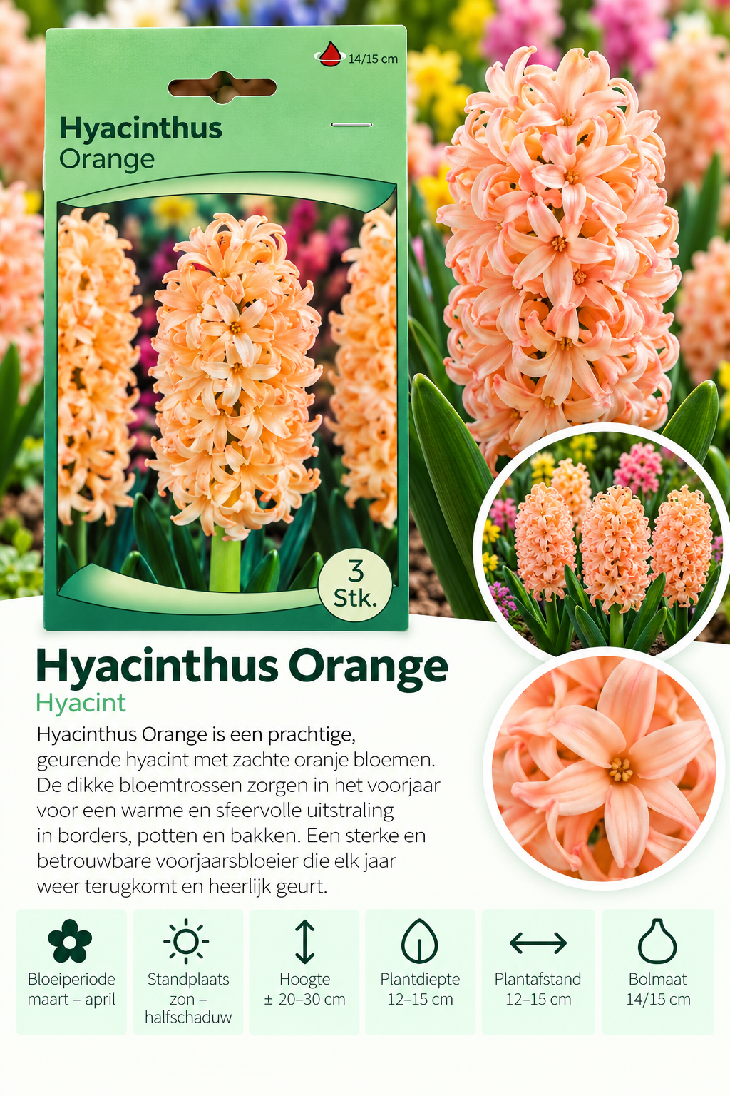 Hyacint Orange – 3 stuks