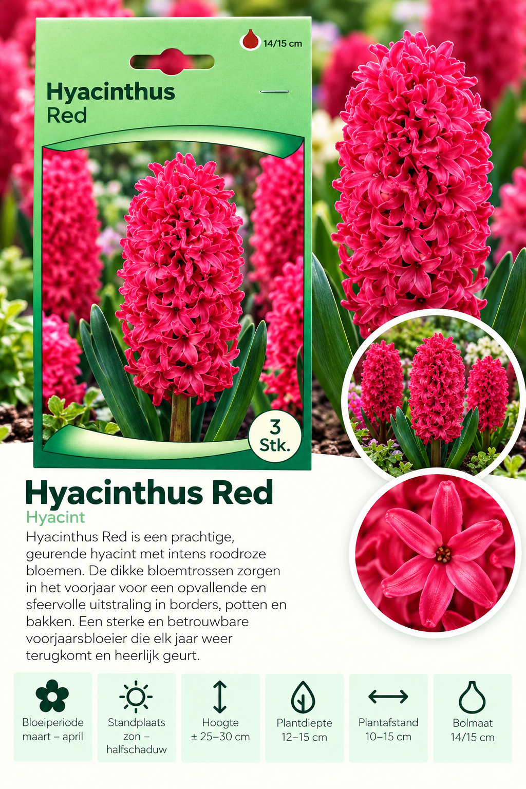 🌸 Hyacint Rood – 3 stuks