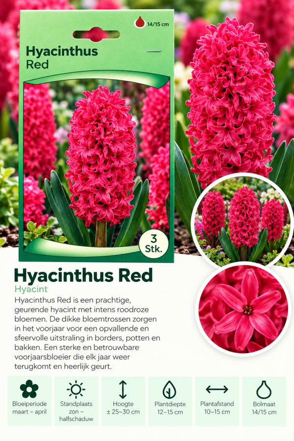 🌸 Hyacint Rood – 3 stuks