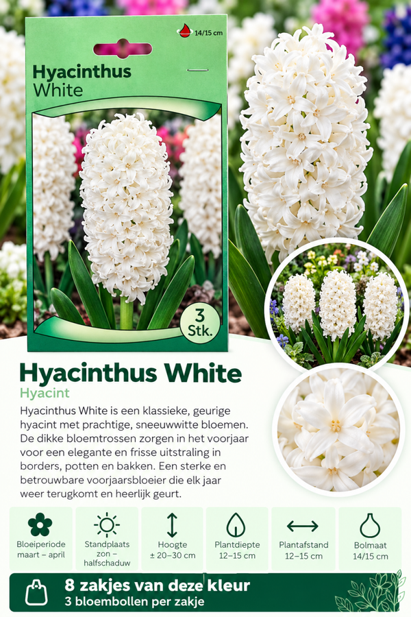 Hyacint White – 3 stuks