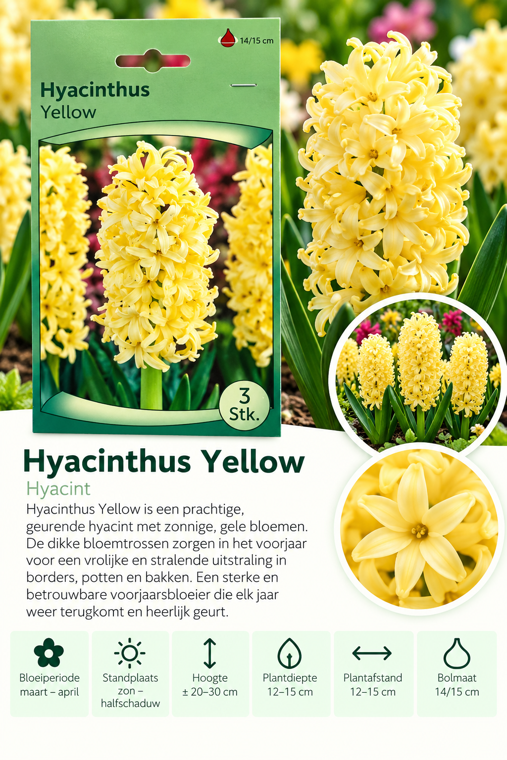 Hyacint Yellow – 3 stuks