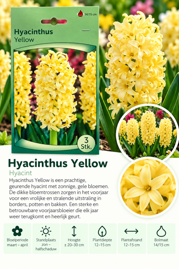 Hyacint Yellow – 3 stuks