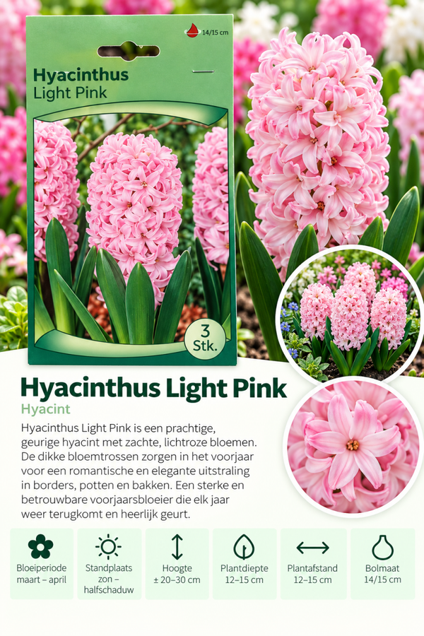 Hyacint Light Pink – 3 stuks