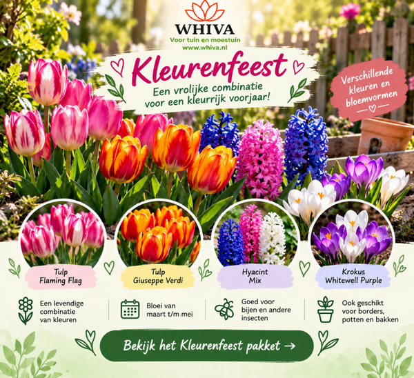 Kleurenfeest