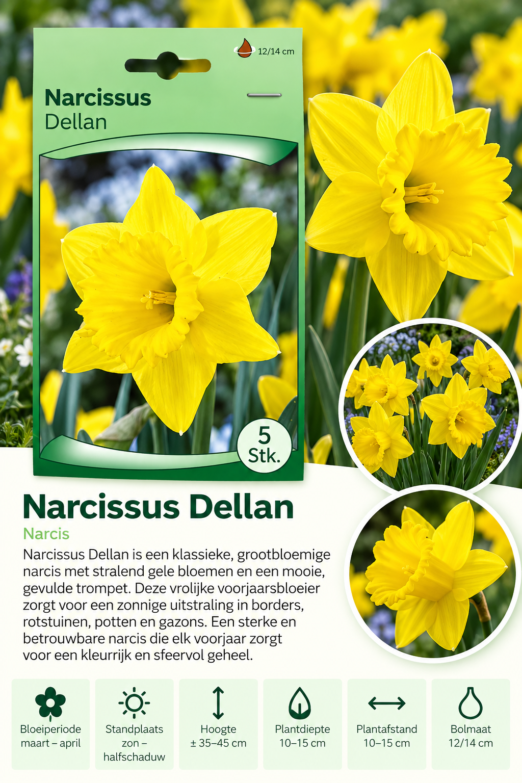 Narcis Dellan – 5 stuks