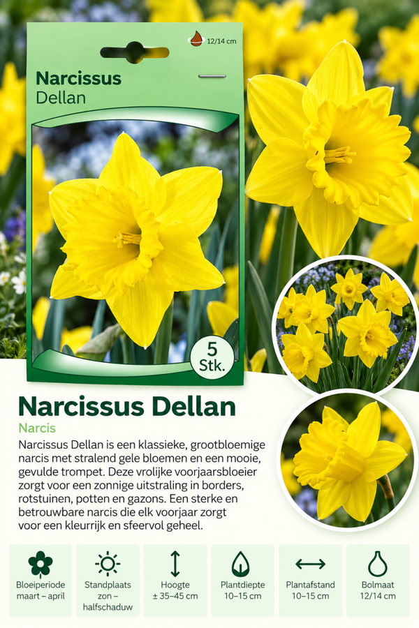 Narcis Dellan – 5 stuks