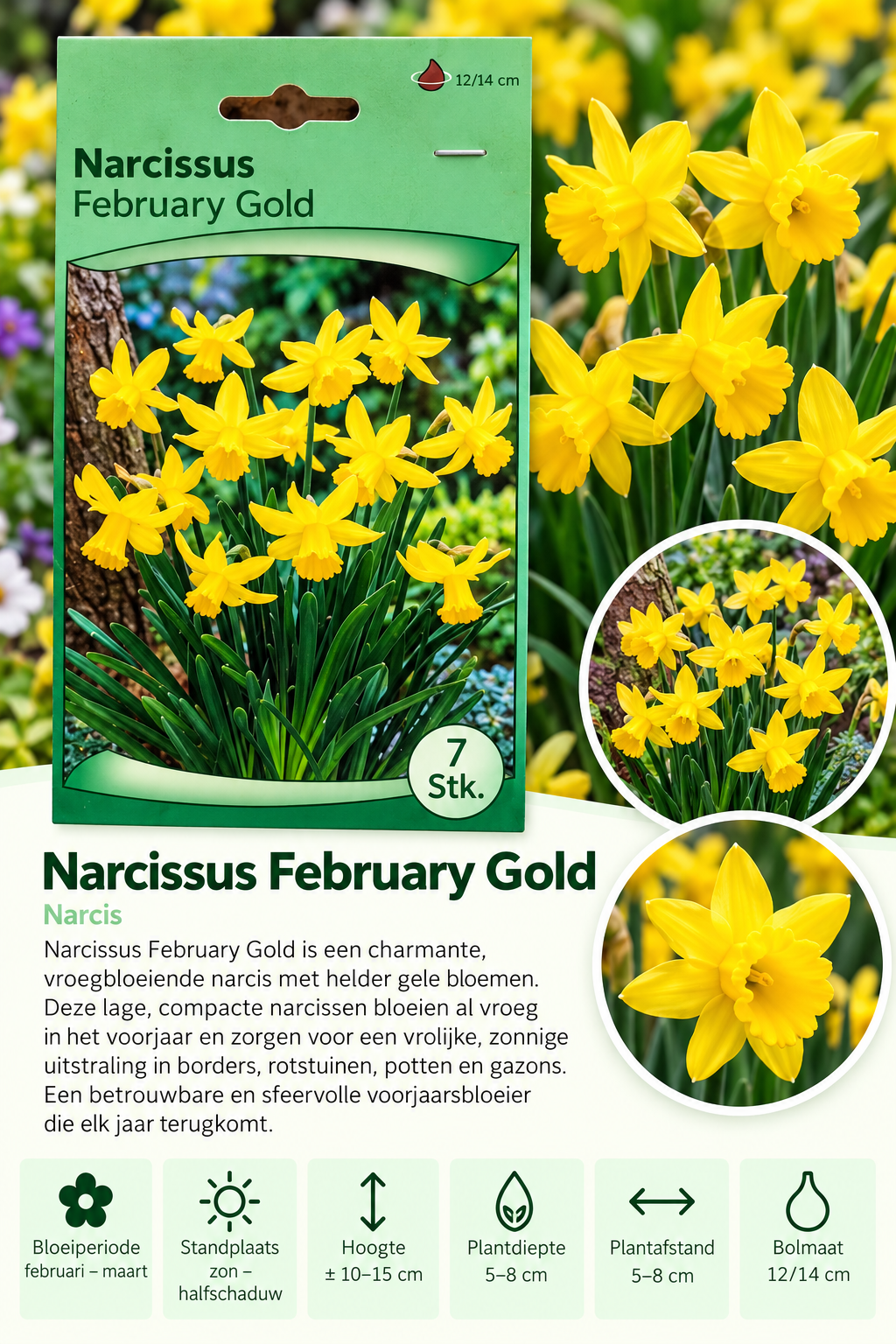Narcis February Gold – 7 stuks